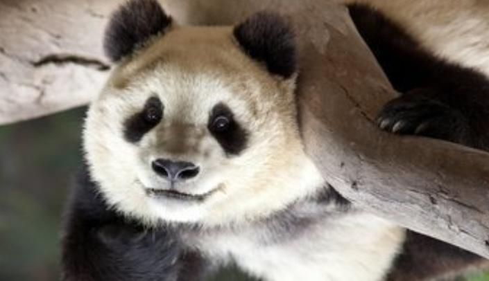 大熊猫在上古时代当过蚩尤的坐骑,蚩尤的坐骑大熊猫片段