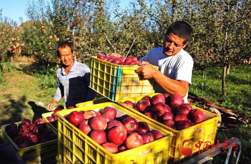 【I@甘肃#我有甘货#】“礼县苹果，礼尚往来”——省委书记为“礼县苹果”代言