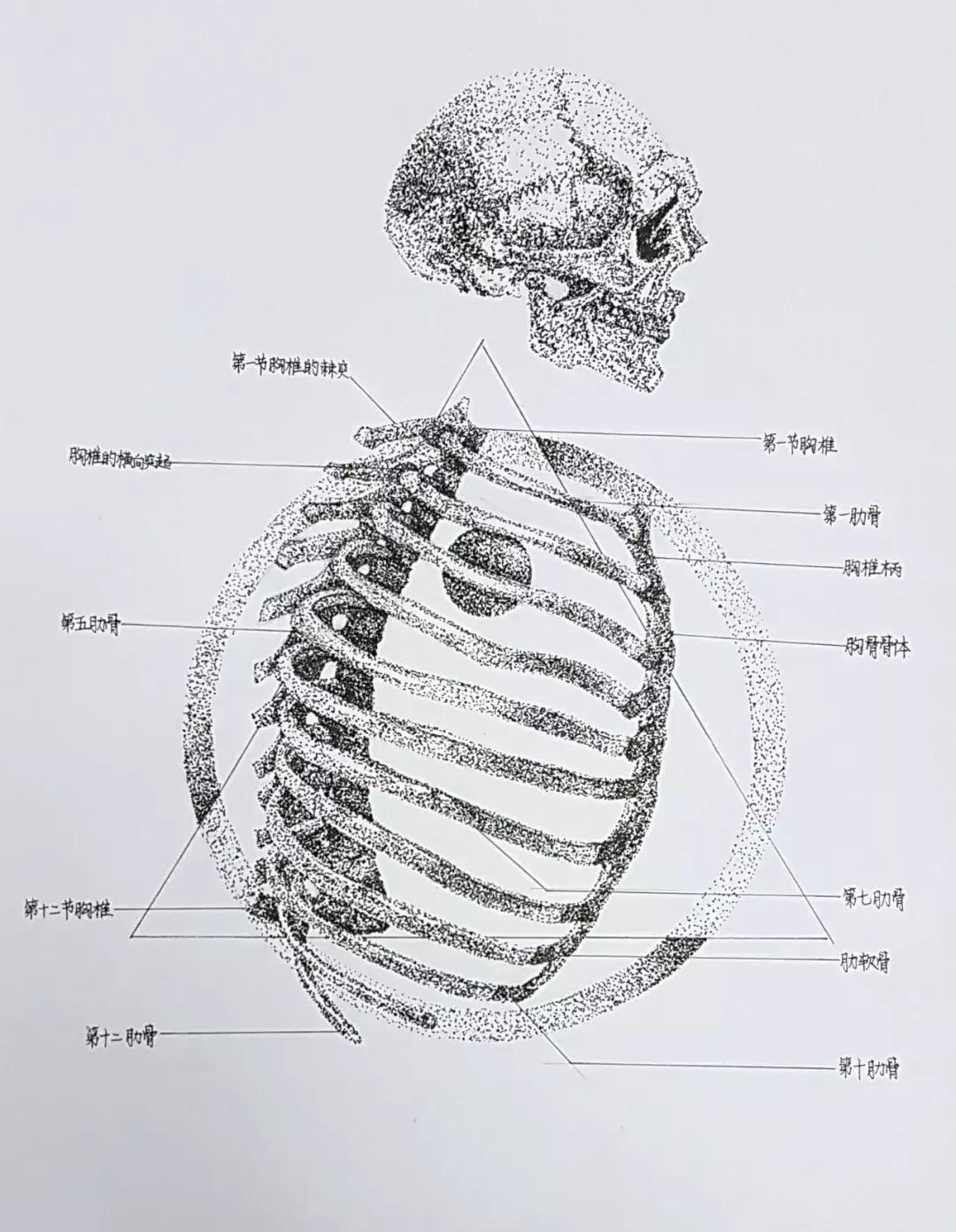 兰大医学生手绘解剖图,南方医科大学学生手绘解剖图