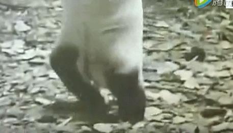 喜欢我就不要靠近我，5部野生动物的电影