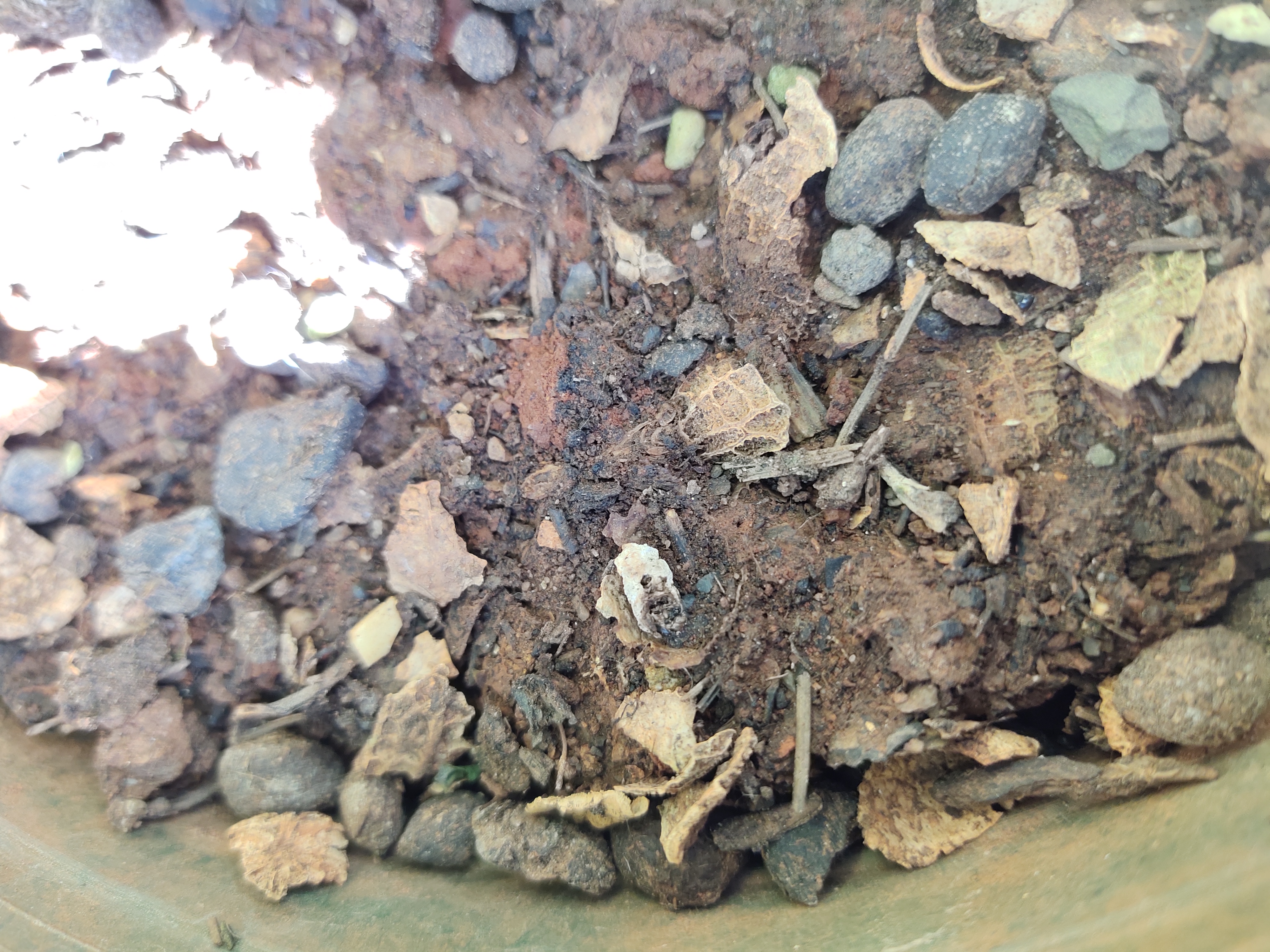 君子兰刚刚抽箭怎么管理,君子兰催花最有效快速的方法