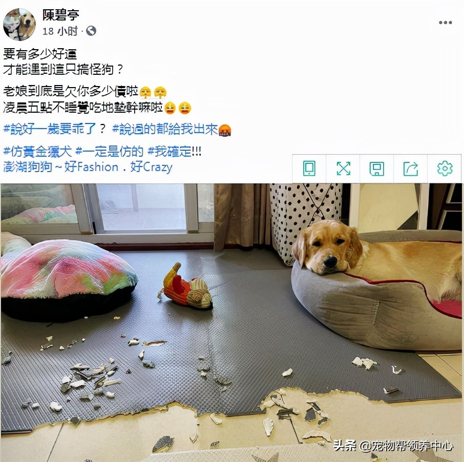 金毛使出绝招后主人跳了起来,金毛一个动作让主人哭笑不得