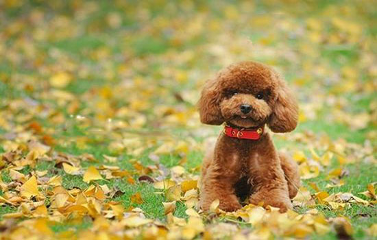 怎么训练泰迪听话学会6招就够了,怎么训练泰迪日常行为