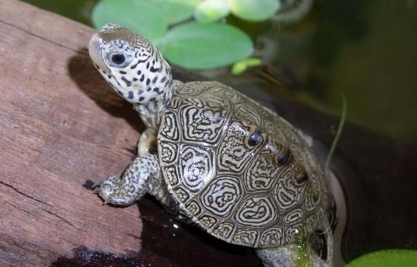 乌龟用温水养合适还是冷水养合适,家里养的乌龟不想养了怎么处理好