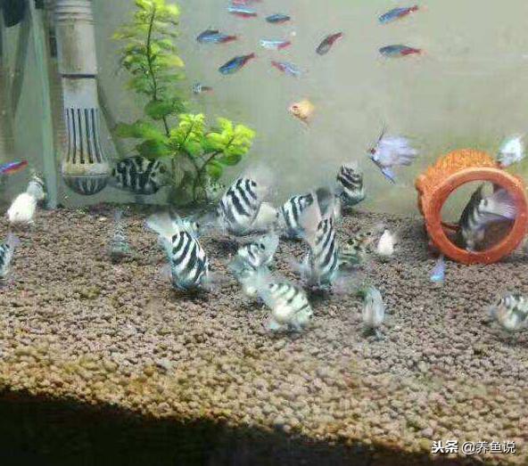 迷你鹦鹉鱼怎样养才能养得好,迷你鹦鹉鱼和什么鱼养比较合适