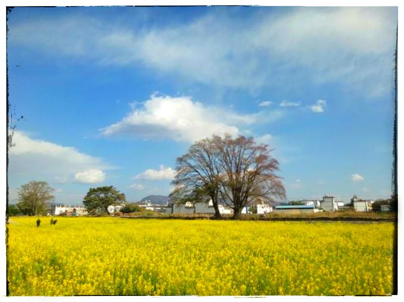 大理洱海的小普陀岛,小普陀大理洱海