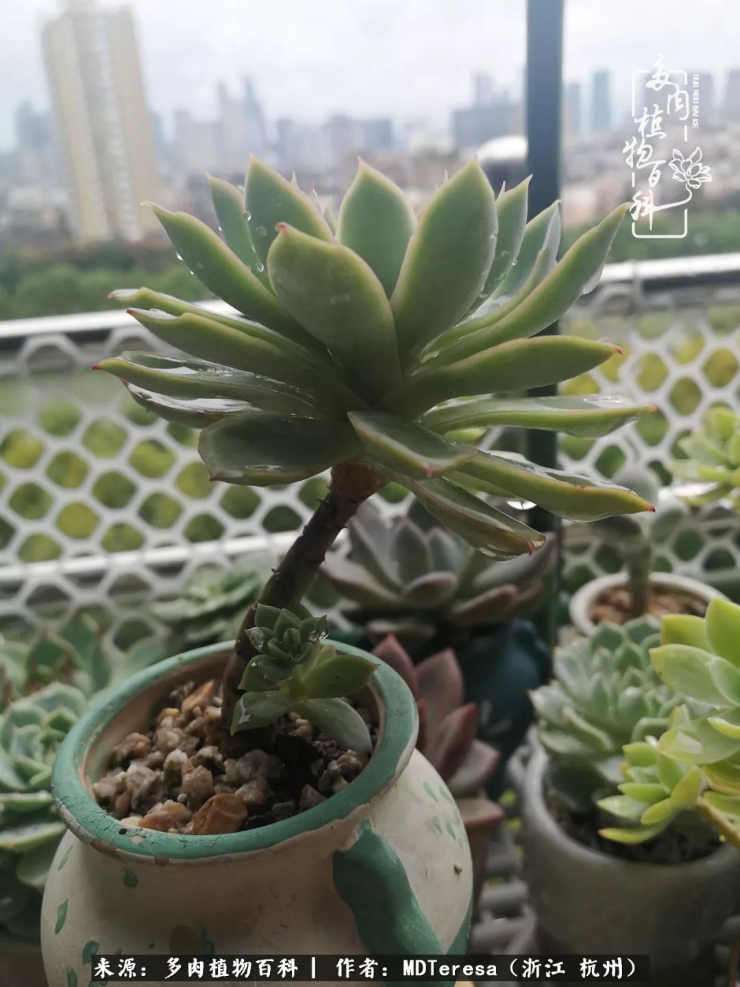 养好能养好的才是王道！期待多肉们的华丽转身