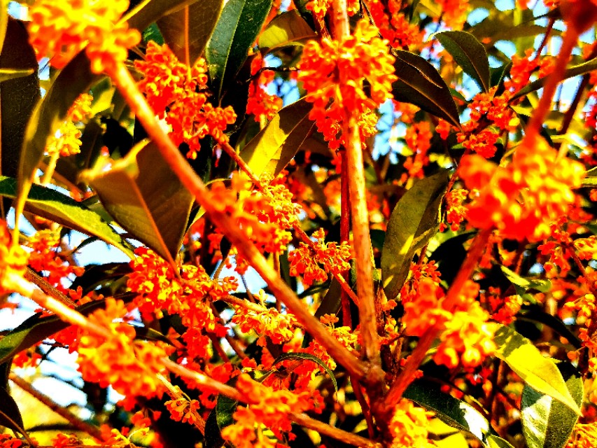 金秋十月金灿灿的桂花又香又美丽,又香又美的红桂花