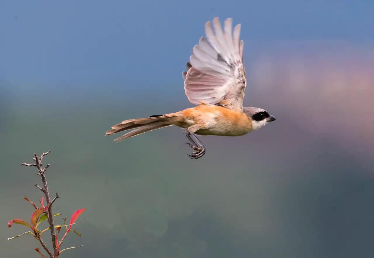 野草也有春天图片,野草的散文