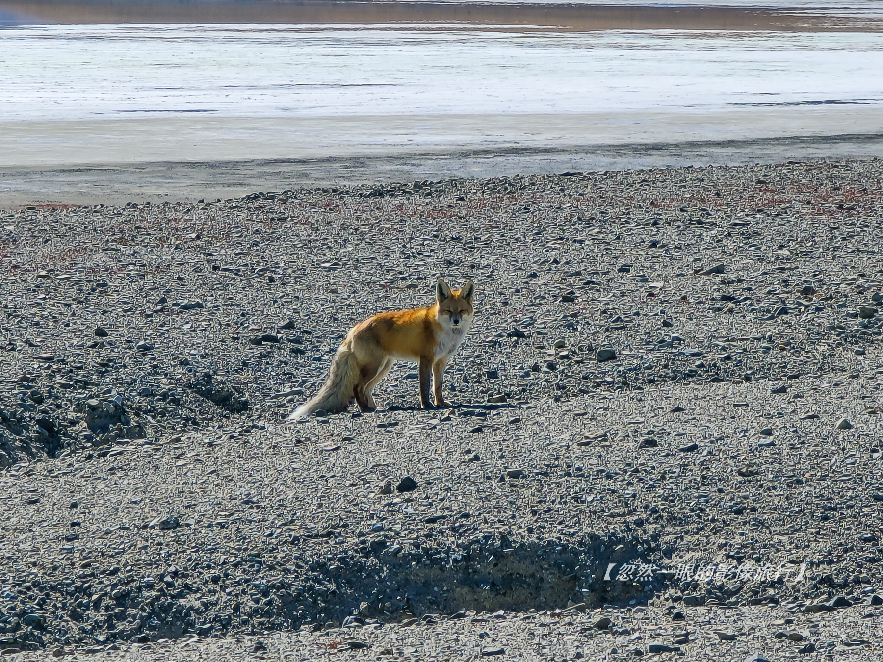 阿里无人区野狼出没,阿里无人区狐狸