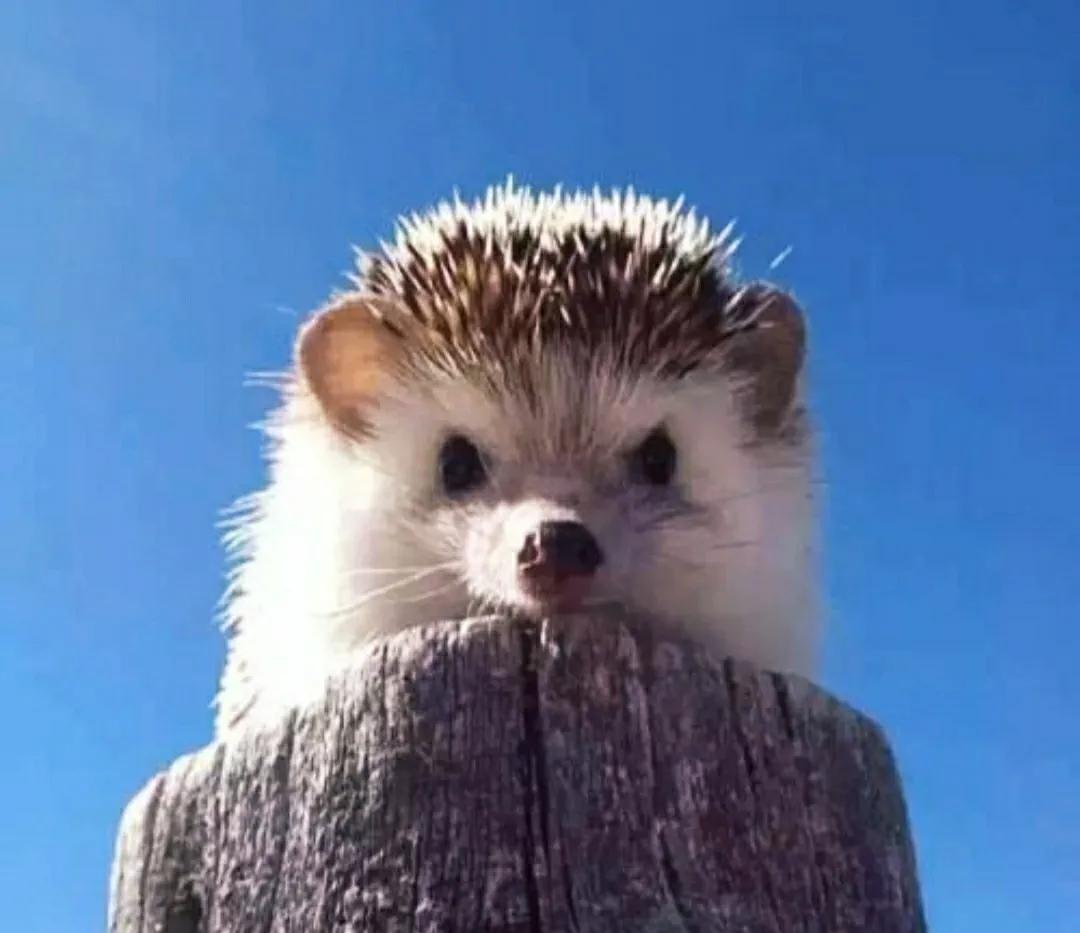 蛇吃了豪猪会怎样,蛇吞食豪猪后被刺穿