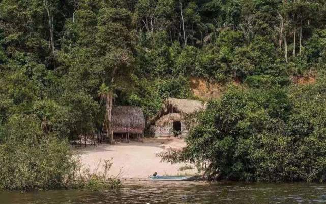 亚马逊最大电鳗的杀伤力,亚马逊新型电鳗
