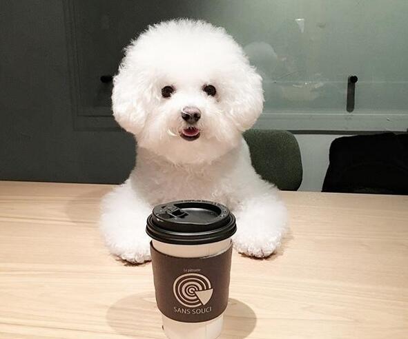 小北京犬宠物狗品种图片大全,常见宠物狗的品种大全及图片