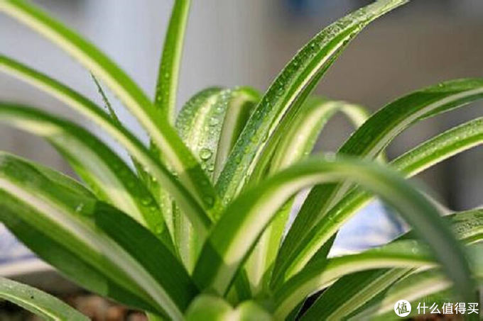 适合家里养的净化空气的植物,哪些植物对猫咪无毒又能吸附甲醛