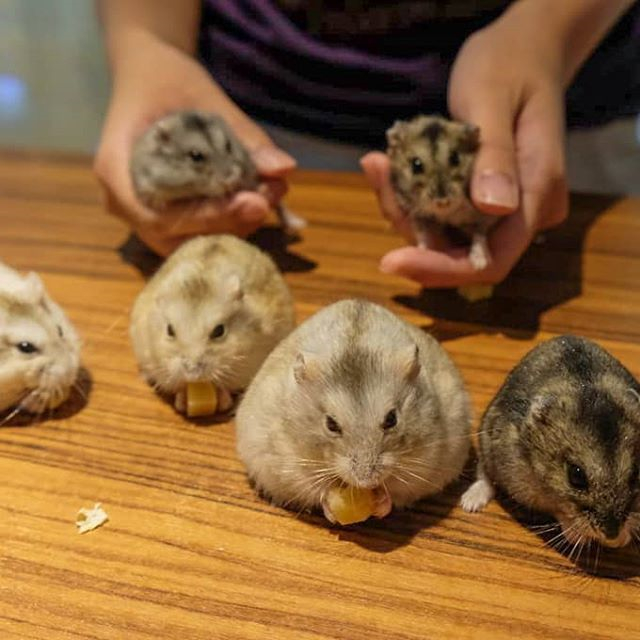 仓鼠养的太多了怎么办,仓鼠怎么养教你学会养鼠技巧