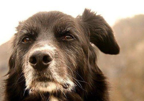 狗狗只呕吐不拉稀是什么原因,狗狗吃坏肚子拉稀呕吐怎么办