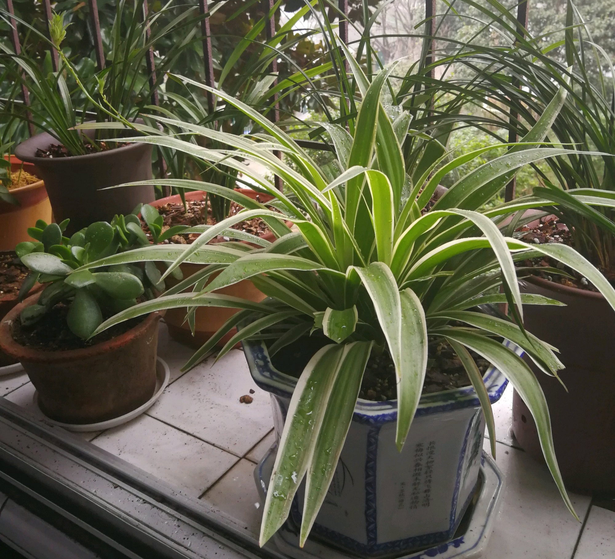 吊兰爆满以后怎么分盆,吊兰干尖的原因和养殖方法