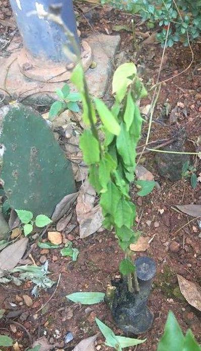 金弹子生桩好成活吗,金弹子生桩回芽后重新缠膜