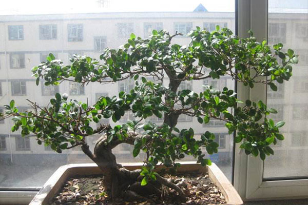 榕树换盆后叶子发黄掉叶怎么办,三层榕树叶子发黄脱落是什么原因