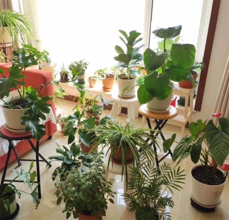 出远门2个月植物怎么浇水,外出两个月绿植怎么浇水