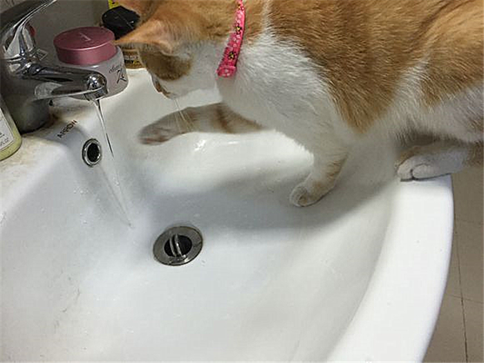 猫咪肺水肿会引起鼻支吗,猫咪肺水肿导致脏器衰竭