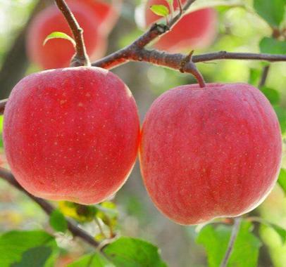 苹果树掉枝怎么处理,苹果树掉锯末是怎么回事