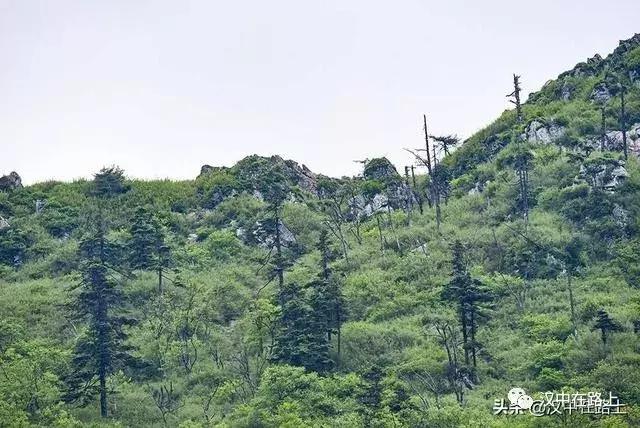 探秘汉中,汉中一村子窜入野生羚牛