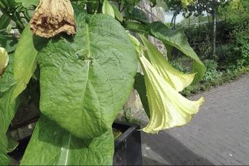 世上最毒的花园,最毒的花园有多可怕