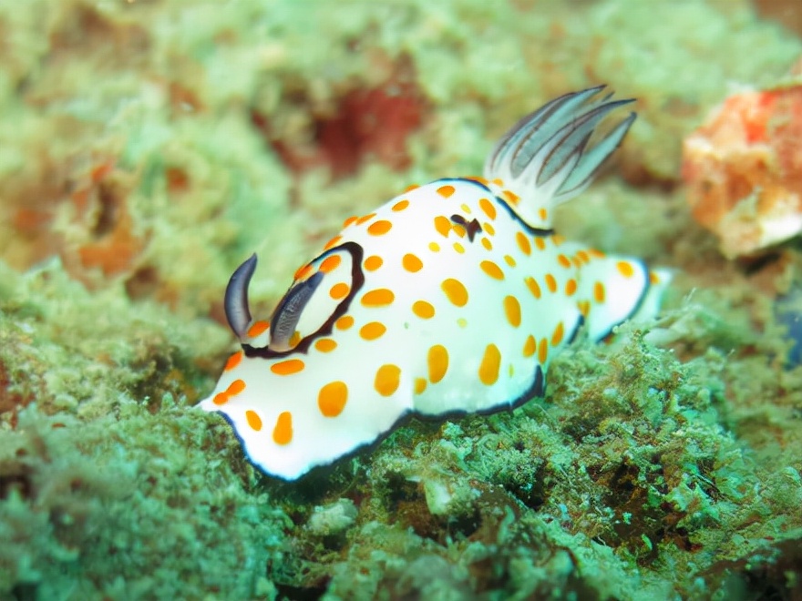 52个英文晨读故事,52个英语晨读故事