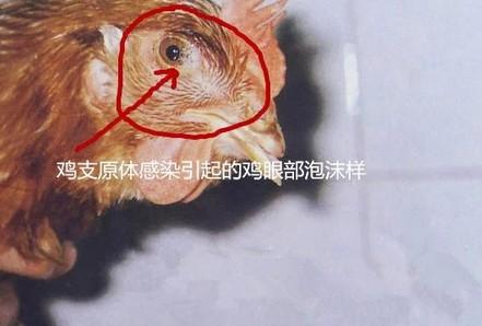 小鸡子生病怎么办,小公鸡支原体严重怎么办