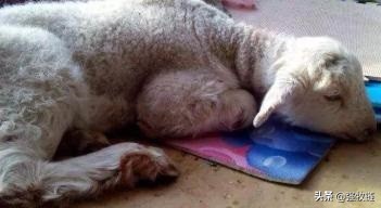 大羊产前瘫痪怎么治,羊产前怎么预防瘫痪