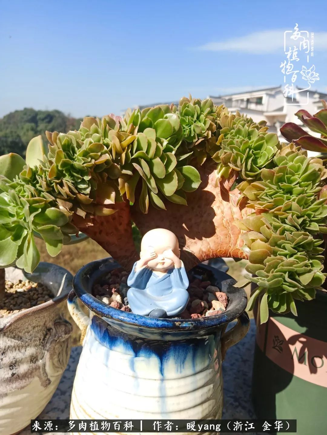 养多肉是业余的纯粹是爱好,每晚7点教您快速入门养多肉