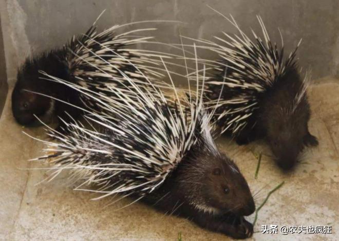 养殖成本一般多少钱,养殖成本50元一只