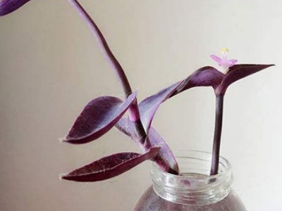 水培紫竹梅怎么上盆,紫竹梅可以水培吗怎么养好