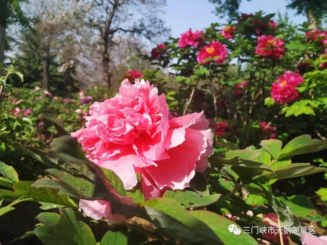 三门峡天鹅湖湿地公园牡丹苑,三门峡天鹅湖牡丹苑赏牡丹