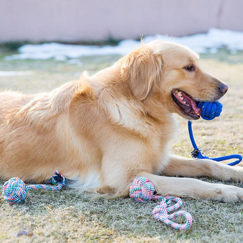 养狗新手入门必备知识,养狗知识大百科入门篇