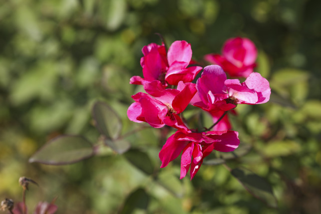 十二星座是大嘴巴还是小嘴,十二星座谁是大嘴巴
