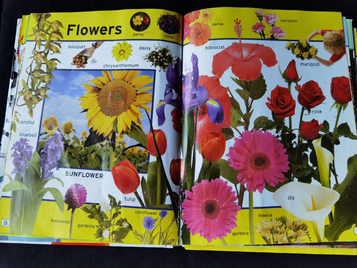 有道词典笔能翻译语音吗,网易有道词典笔2.0专业版日韩翻译