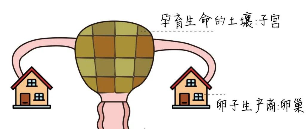 宫颈癌免疫治疗cps评分标准,msi型子宫内膜癌