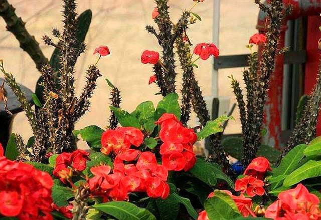 养虎刺花好不好,养虎刺梅可以放鸡蛋壳吗