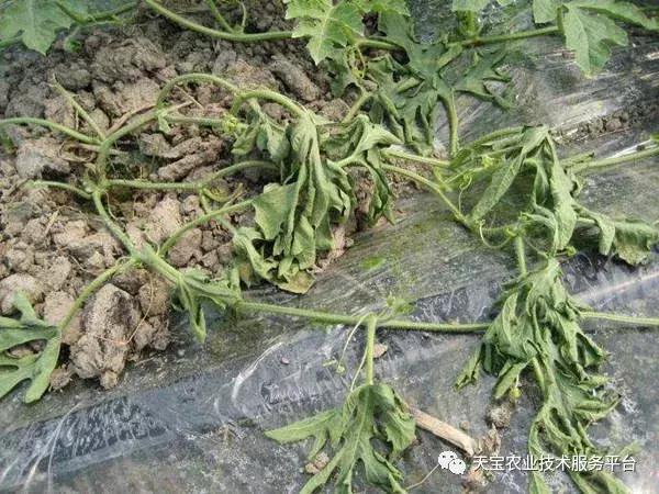 西瓜小叶病西瓜叶片卷曲原因,西瓜龙头皱缩什么原因