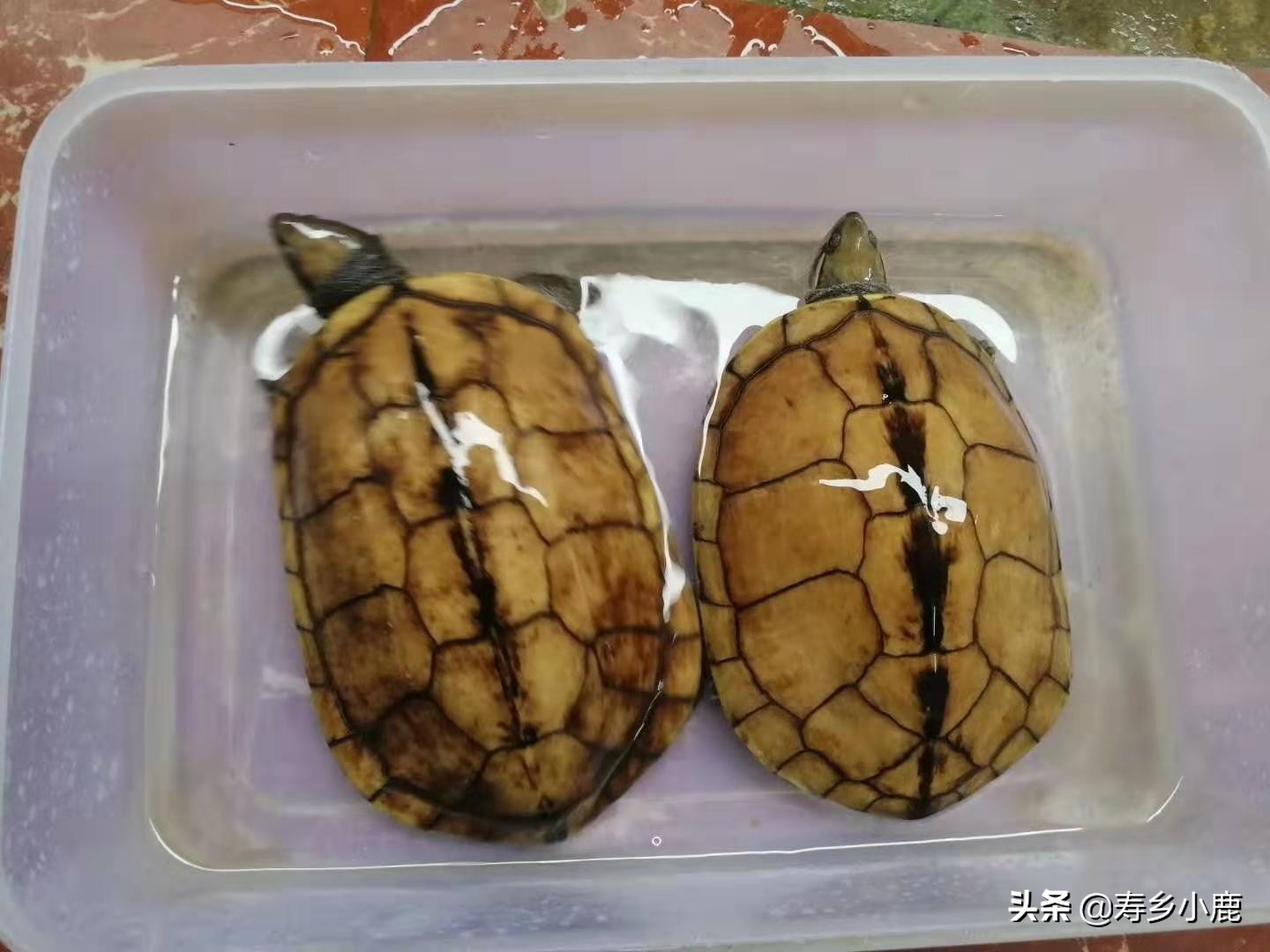 石金钱龟价格暴涨和暴跌的背后，真正的推手是谁？帮凶是谁？