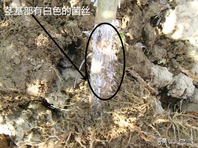 冬季大棚辣椒叶片萎蔫什么原因,辣椒萎蔫病的原因