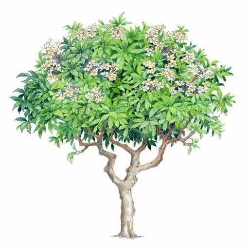 十种不同树叶的画法,五种不同树木的画法简单的