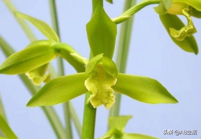 兰花蕙兰十大名品,蕙兰名品大全欣赏