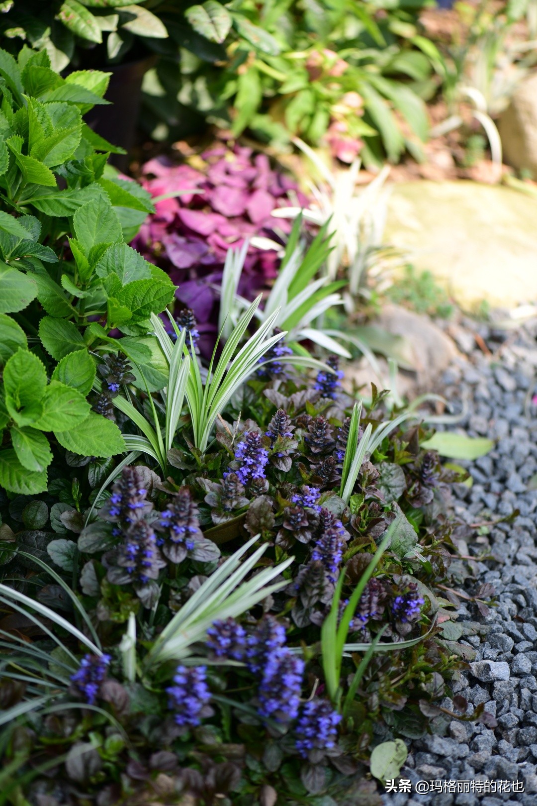 河马花园植物大全,荷马花园的月季