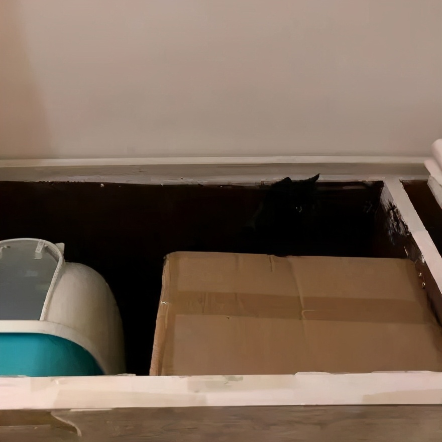 养黑猫出现的各种幻觉,养一只黑猫是什么体验