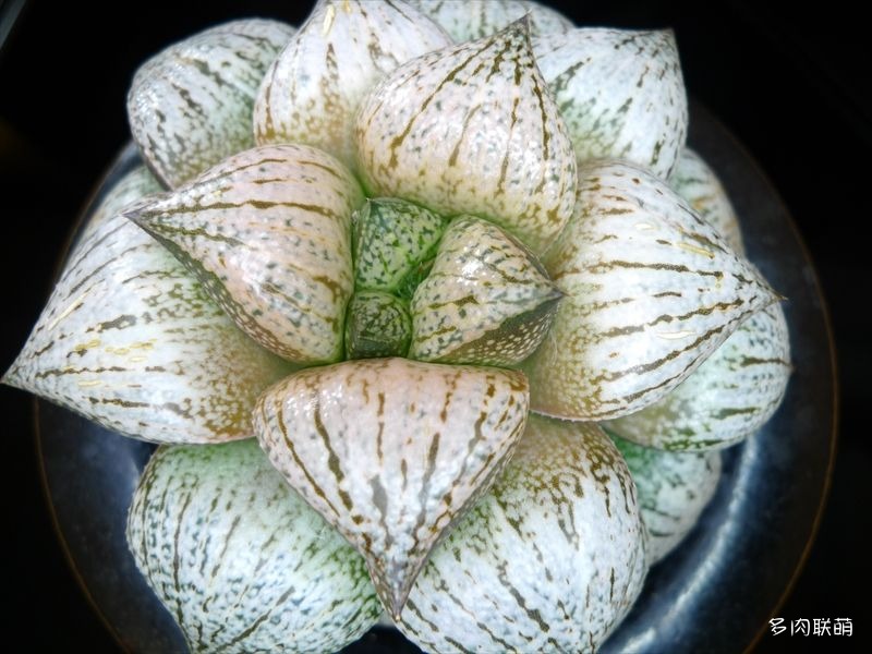 多肉玉露寿的品种图鉴,多肉植物欣赏