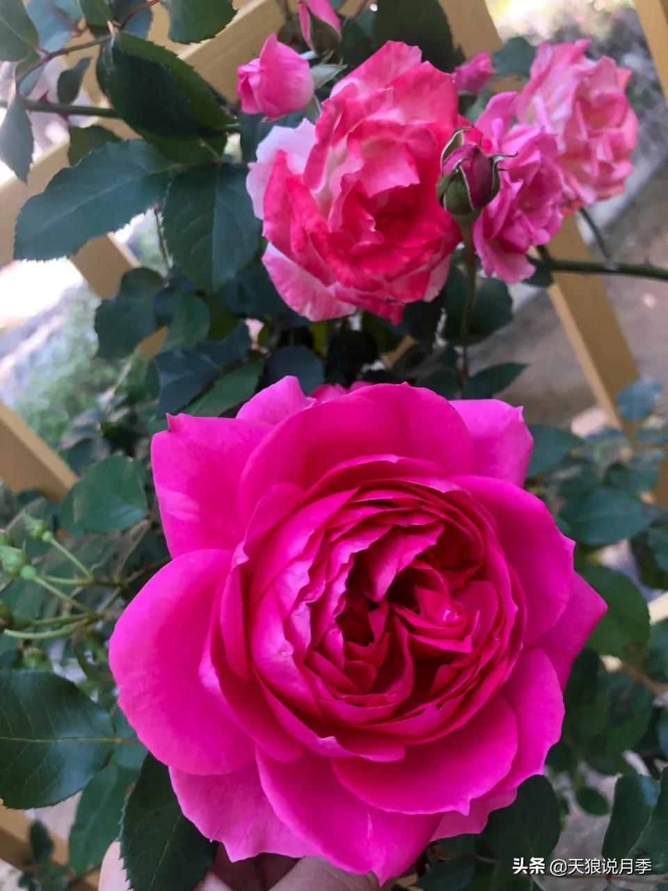 月季春季第一波花要不要剪,月季春季第一波花开后嫁接