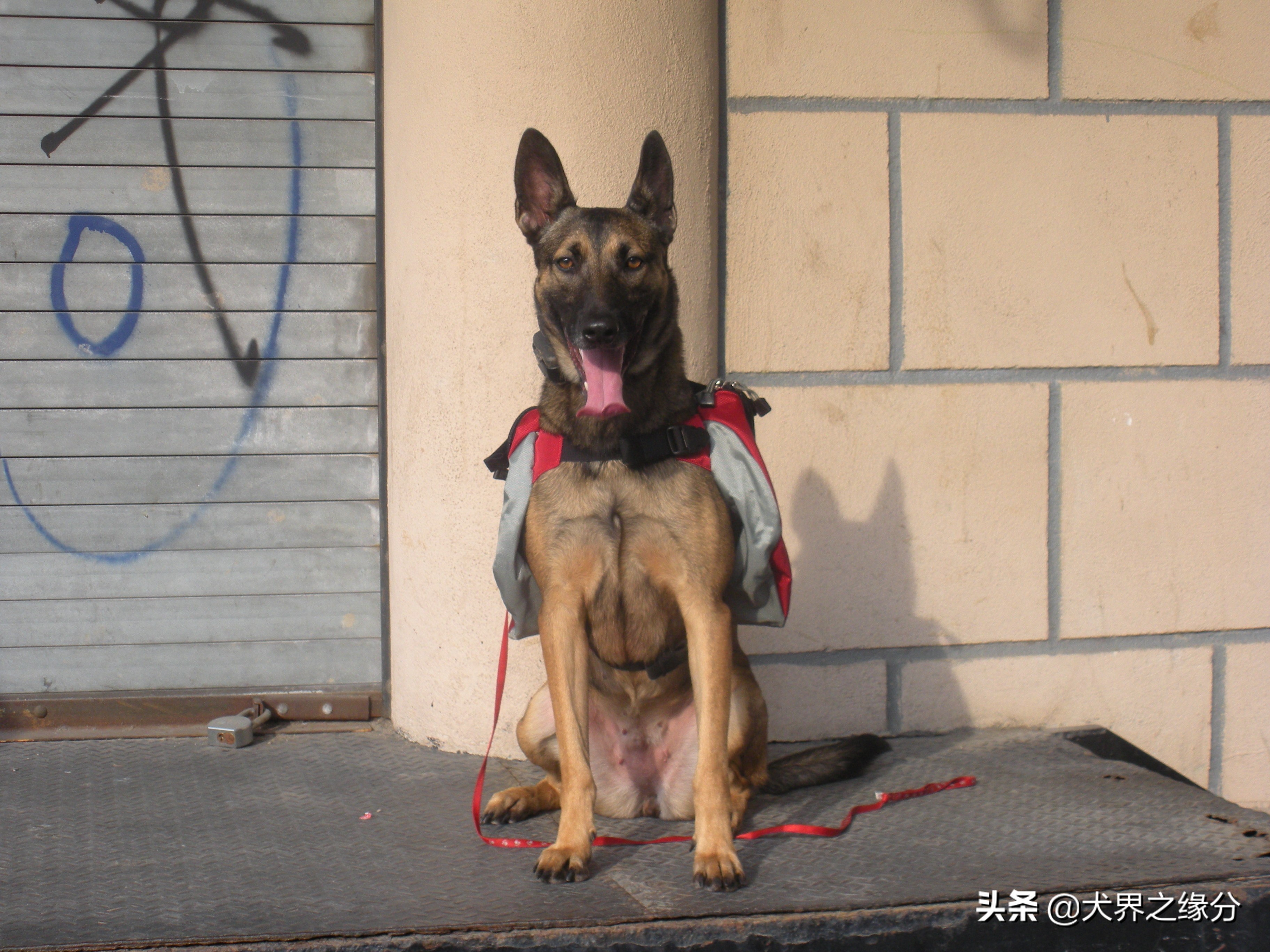 马犬做错了事怎么惩罚好,马犬会主动攻击主人吗